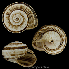 IMG_detallada/Theba pisana pisana.jpg